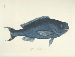 Fish, snakes, insects, and other animals as well as some plants - Mark Catesby — artwork view