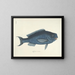Fish, snakes, insects, and other animals as well as some plants - Mark Catesby — framed artwork on a wall