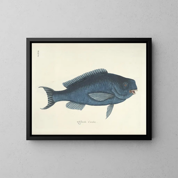 Fish, snakes, insects, and other animals as well as some plants - Mark Catesby — framed artwork on a wall