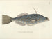 Images of fish, snakes, insects, and other animals as well as some plants Pl019 - Mark Catesby — artwork view