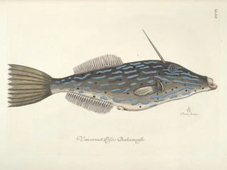 Images of fish, snakes, insects, and other animals as well as some plants Pl019 - Mark Catesby — artwork view