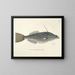 Images of fish, snakes, insects, and other animals as well as some plants Pl019 - Mark Catesby — framed artwork on a wall