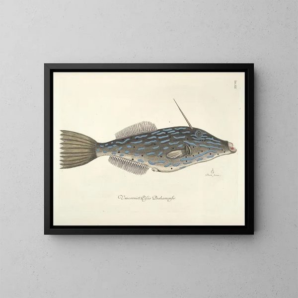 Images of fish, snakes, insects, and other animals as well as some plants Pl019 - Mark Catesby — framed artwork on a wall
