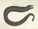 Images of fish, snakes, insects, and other animals as well as some plants - Mark Catesby — artwork view