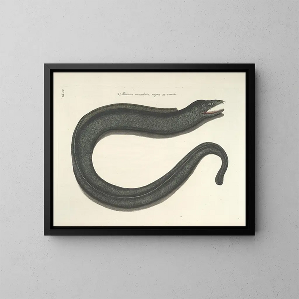 Images of fish, snakes, insects, and other animals as well as some plants - Mark Catesby — framed artwork on a wall
