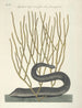 Fish, snakes, insects and some other animals, as well as some plant photos Pl021 - Mark Catesby — artwork view