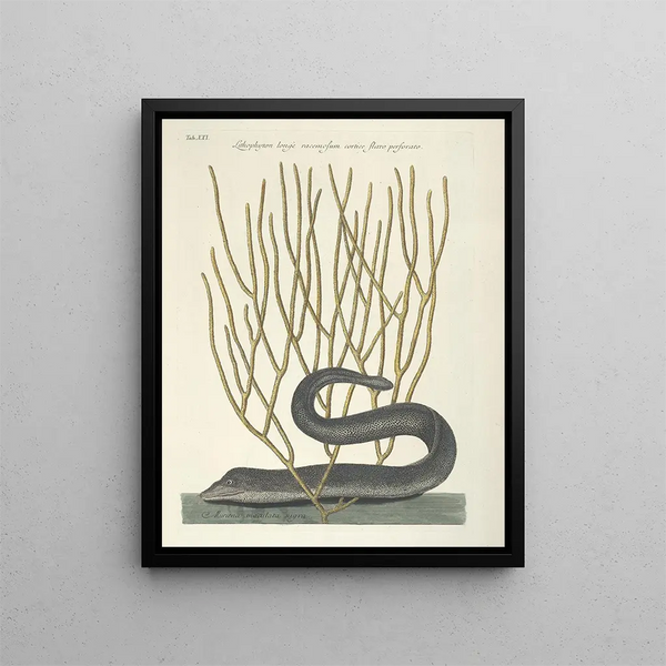 Fish, snakes, insects and some other animals, as well as some plant photos Pl021 - Mark Catesby — framed artwork on a wall