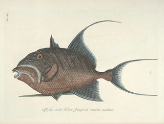 Images of fish, snakes, insects, and other animals as well as some plants Pl022 - Mark Catesby — artwork view