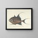 Images of fish, snakes, insects, and other animals as well as some plants Pl022 - Mark Catesby — framed artwork on a wall