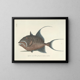 Images of fish, snakes, insects, and other animals as well as some plants Pl022 - Mark Catesby — framed artwork on a wall