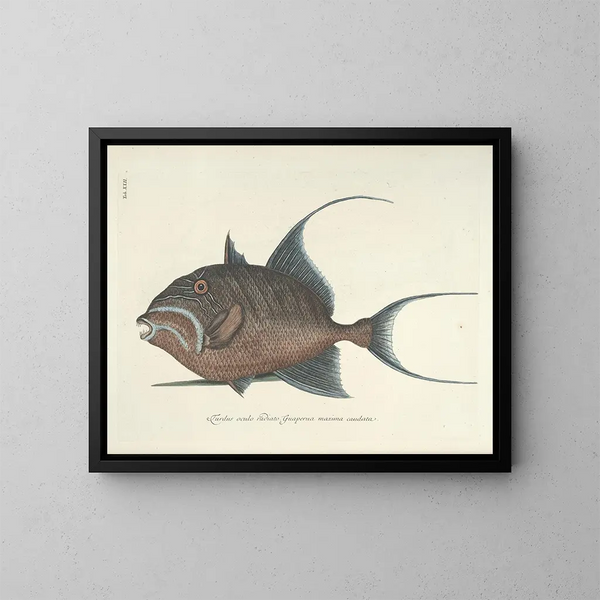 Images of fish, snakes, insects, and other animals as well as some plants Pl022 - Mark Catesby — framed artwork on a wall