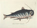 Fish, snakes, insects, and other animals as well as some plants - Mark Catesby — artwork view