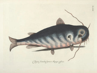 Fish, snakes, insects, and other animals as well as some plants - Mark Catesby — artwork view
