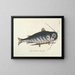 Fish, snakes, insects, and other animals as well as some plants - Mark Catesby — framed artwork on a wall