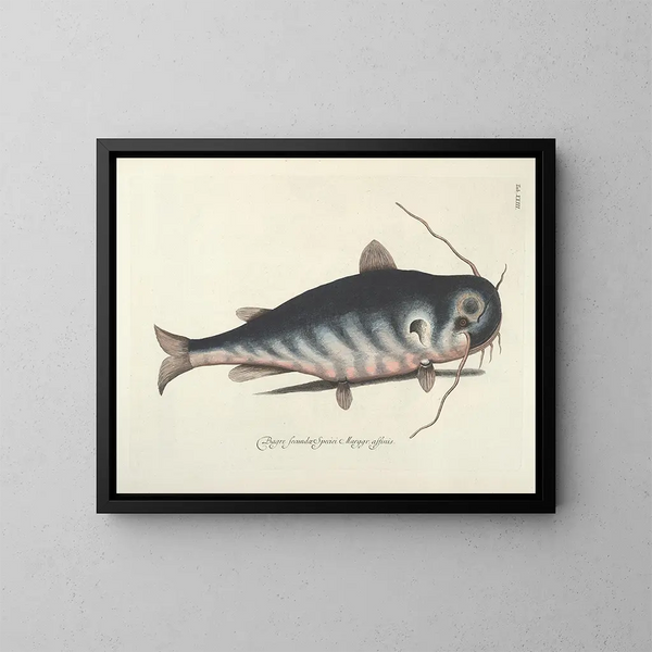 Fish, snakes, insects, and other animals as well as some plants - Mark Catesby — framed artwork on a wall