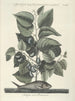 Fish, snakes, insects, and some other animals, as well as some plant photos Pl024 - Mark Catesby — artwork view