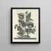 Fish, snakes, insects, and some other animals, as well as some plant photos Pl024 - Mark Catesby — framed artwork on a wall