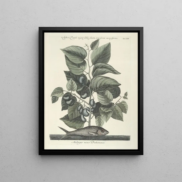 Fish, snakes, insects, and some other animals, as well as some plant photos Pl024 - Mark Catesby — framed artwork on a wall