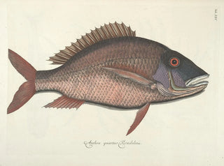 Images of fish, snakes, insects, and other animals as well as some plants Pl025 - Mark Catesby — artwork view