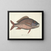 Images of fish, snakes, insects, and other animals as well as some plants Pl025 - Mark Catesby — framed artwork on a wall