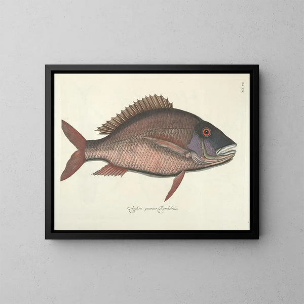 Images of fish, snakes, insects, and other animals as well as some plants Pl025 - Mark Catesby — framed artwork on a wall