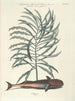 Fish, snakes, insects, and some other animals, as well as some plant images Pl026 - Mark Catesby — artwork view
