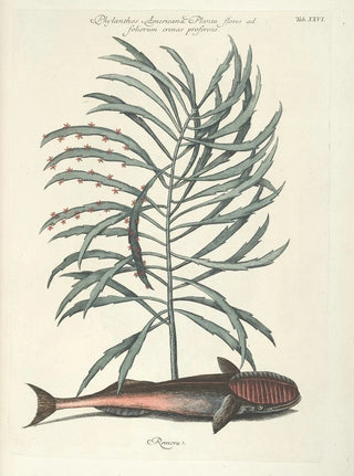 Mark Catesby - Piscium serpentum insectorum aliorumque nonnullorum animalum nec non plantarum quarundam imagines Pl026.webp
