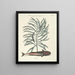 Fish, snakes, insects, and some other animals, as well as some plant images Pl026 - Mark Catesby — framed artwork on a wall