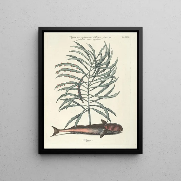 Fish, snakes, insects, and some other animals, as well as some plant images Pl026 - Mark Catesby — framed artwork on a wall