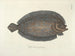 Fish, snakes, insects, and other animals as well as some plants - Mark Catesby — artwork view