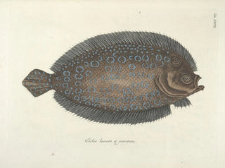 Fish, snakes, insects, and other animals as well as some plants - Mark Catesby — artwork view