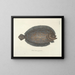 Fish, snakes, insects, and other animals as well as some plants - Mark Catesby — framed artwork on a wall