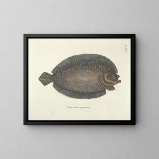 Fish, snakes, insects, and other animals as well as some plants - Mark Catesby — framed artwork on a wall