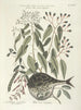 Fish, snakes, insects, and some other animals, as well as some plant photos Pl028 - Mark Catesby — artwork view