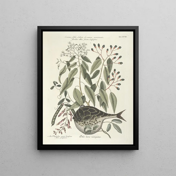 Fish, snakes, insects, and some other animals, as well as some plant photos Pl028 - Mark Catesby — framed artwork on a wall
