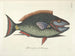 Fish, snakes, insects, and other animals as well as some plants - Mark Catesby — artwork view