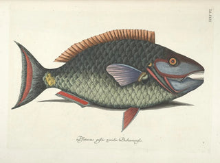 Fish, snakes, insects, and other animals as well as some plants - Mark Catesby — artwork view
