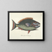 Fish, snakes, insects, and other animals as well as some plants - Mark Catesby — framed artwork on a wall