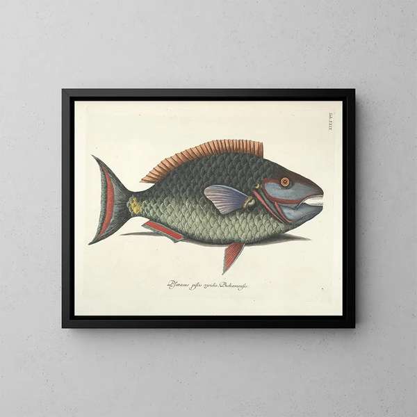 Fish, snakes, insects, and other animals as well as some plants - Mark Catesby — framed artwork on a wall