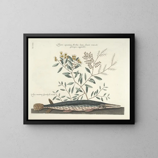 Images of fish, snakes, insects, and other animals as well as some plants - Mark Catesby — framed artwork on a wall
