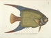 Images of fish, snakes, insects, and other animals as well as some plants Pl031 - Mark Catesby — artwork view