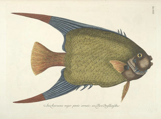 Images of fish, snakes, insects, and other animals as well as some plants Pl031 - Mark Catesby — artwork view