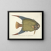 Images of fish, snakes, insects, and other animals as well as some plants Pl031 - Mark Catesby — framed artwork on a wall