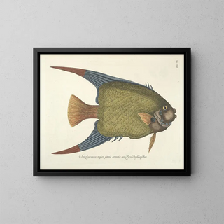 Images of fish, snakes, insects, and other animals as well as some plants Pl031 - Mark Catesby — framed artwork on a wall