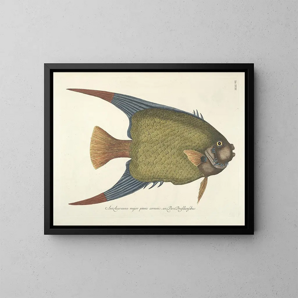 Images of fish, snakes, insects, and other animals as well as some plants Pl031 - Mark Catesby — framed artwork on a wall