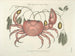 Fish, snake, insect, and other animal images as well as some plant images - Mark Catesby — artwork view