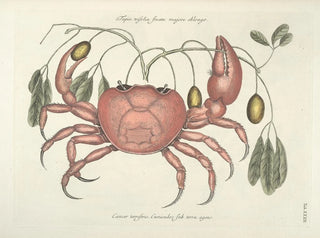 Fish, snake, insect, and other animal images as well as some plant images - Mark Catesby — artwork view
