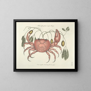 Fish, snake, insect, and other animal images as well as some plant images - Mark Catesby — framed artwork on a wall