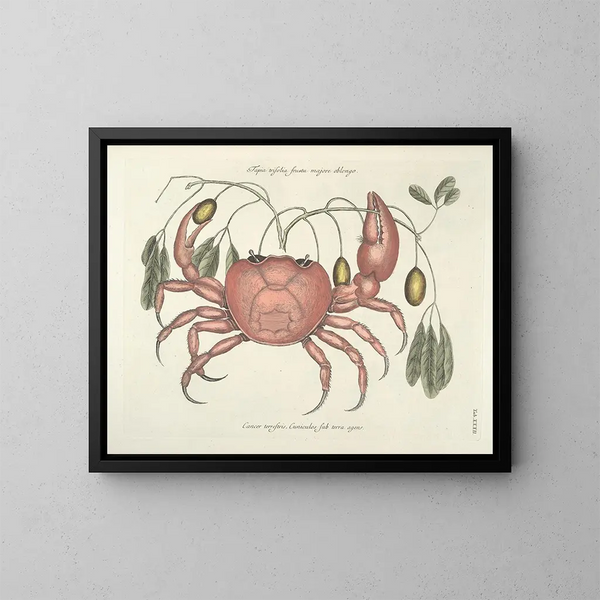 Fish, snake, insect, and other animal images as well as some plant images - Mark Catesby — framed artwork on a wall