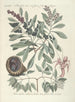 Piscium serpentum insectorum aliorumque nonnullorum animalum nec non plantarum quarundam imagines Pl033 - Mark Catesby — artwork view